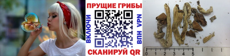 Псилоцибиновые грибы Psilocybe Озёры
